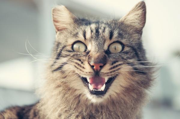 No le agrado a mi gato - Razones y qué hacer - ¿Me ama mi gato?