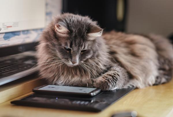 Nombres bengalíes para gatos - con significados - ¿Cómo es el bengalí?  Entendiendo el alfabeto