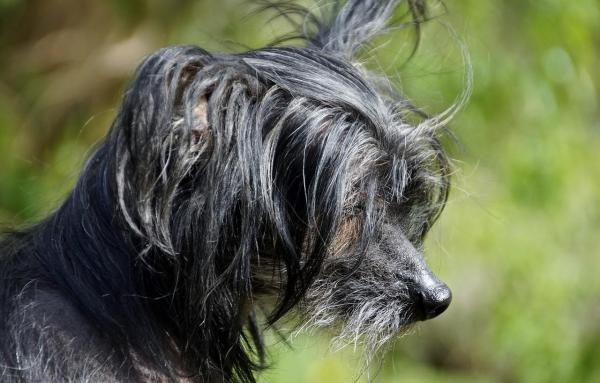 Nombres chinos para perros: ¿por qué elegir un nombre chino para tu perro?