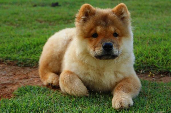 Nombres de Chow Chow: ¡masculino y femenino! - Nombres de chow chow: elegir el nombre perfecto