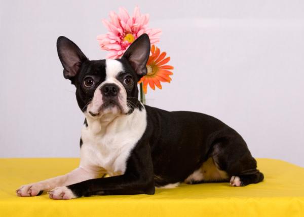 Nombres de anciana y anciana para perros - Nombres de anciana para perros