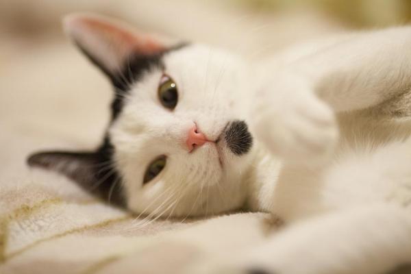 Nombres de gatos coreanos - machos y hembras - Nombres de gatos coreanos machos 