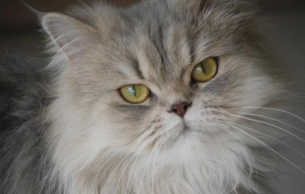 Nombres para gatos persas - Ideas femeninas y masculinas - Nombres para gatos persas machos