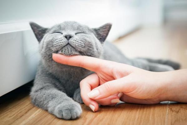Nombres de gatos que comienzan con M - Nombres para gatos machos que comienzan con M