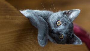 Nombres De La Mitología Griega Para Gatos