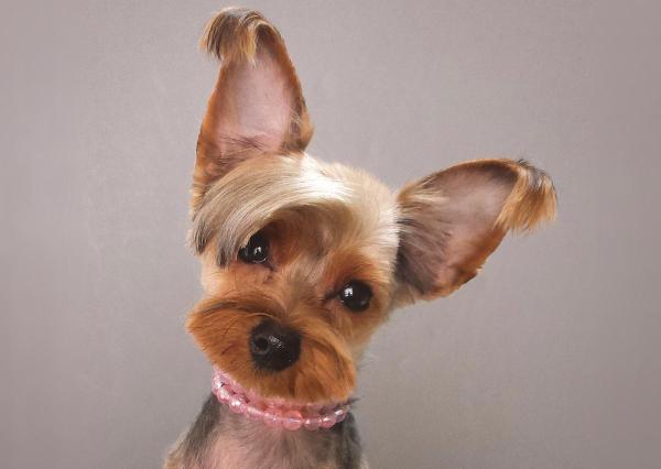 Nombres de perros Yorkie - macho y hembra - Nombres de perros Yorkie: niña