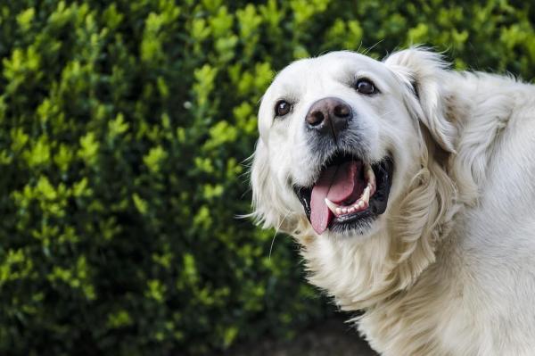 Nombres de perros felices: macho y hembra - Nombres de perros felices: macho
