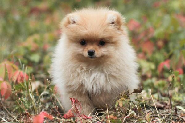 Nombres de perros Pomerania para perros machos y hembras - Nombres para perros Pomerania hembras
