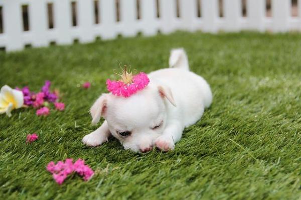 Nombres de perros que comienzan con A - Nombres de perras que comienzan con A