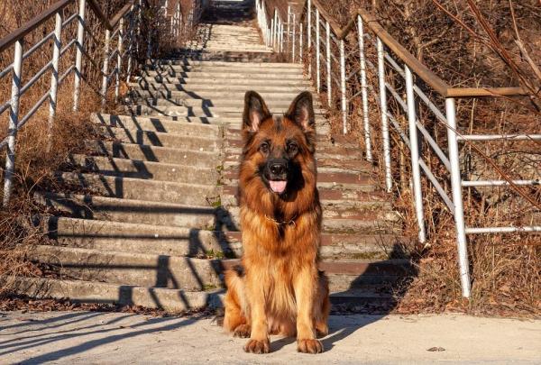 Nombres de perros que significan leal - Macho y hembra - Nombres de perros leales: macho