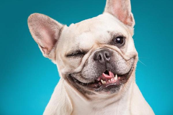 Nombres divertidos para perros - Nombres divertidos para perros machos