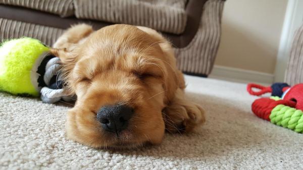 Nombres egipcios para perros y sus significados - Nombres egipcios para perros machos