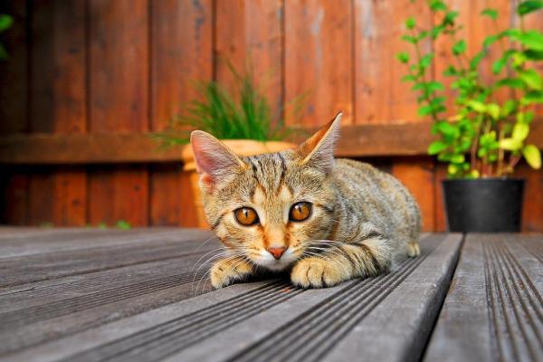 Nombres franceses para gatos - Nombres franceses para gatos machos