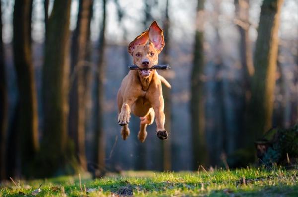 Nombres fuertes para perros - Macho y hembra - Nombres fuertes para perros machos con significado