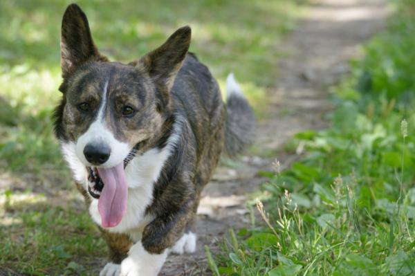 Nombres galeses para Corgis - Nombres de perros machos y hembras - Nombres galeses para Corgis macho