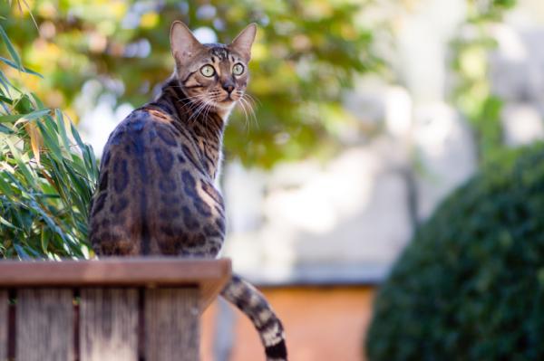 Nombres hindi para gatas - Con significados - ¿Qué es el hindi y cómo evolucionó?