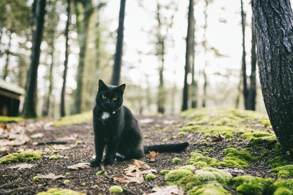 Nombres irlandeses para gatos - Con significados - Nombres irlandeses unisex para gatos