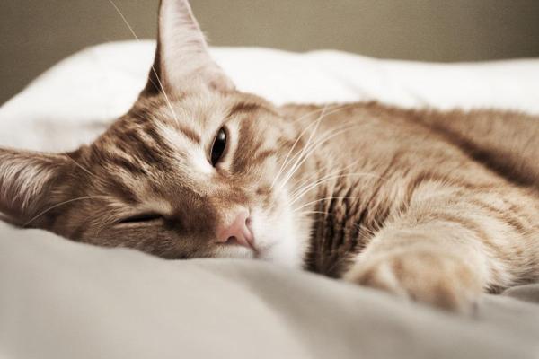 Nombres italianos para gatos - Nombres italianos para gatas