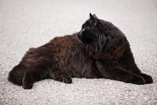 Nombres para gatos negros - Machos y hembras - Buenos nombres para gatos negros