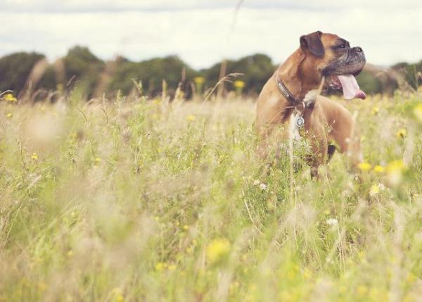 Nombres para Perros Boxer - Rasgos de los perros Boxer