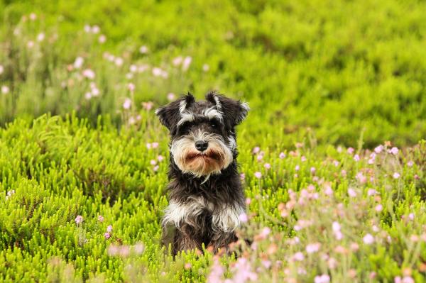 Nombres para Perros Schnauzer - Rasgos de los perros Schnauzer