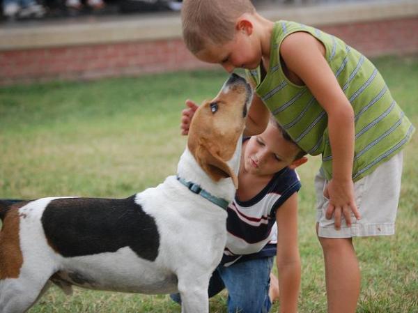 Nombres para Perros Beagle - Principales rasgos de los perros Beagle