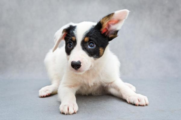 Nombres para Perros Blancos - Ideas Machos y Hembras - Nombres para perros blancos con manchas