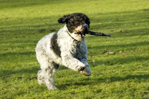 Nombres para perros de agua - Rasgos de los perros de agua