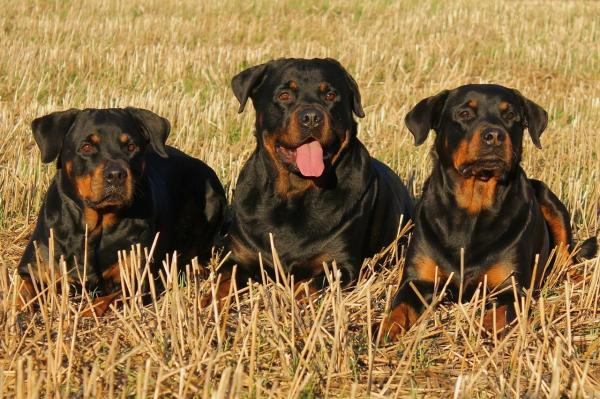 Nombres para perros grandes - Cómo elegir un nombre para un perro grande
