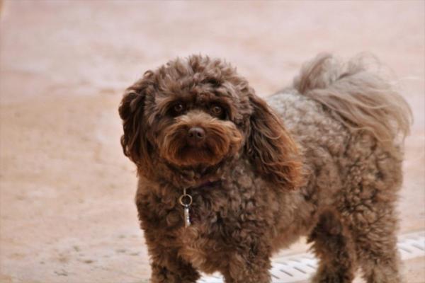 Nombres para perros marrones - Nombres para perros marrones machos