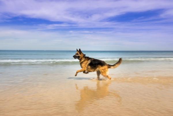 Nombres para perros pastor alemán - Morfología de los perros pastor alemán machos
