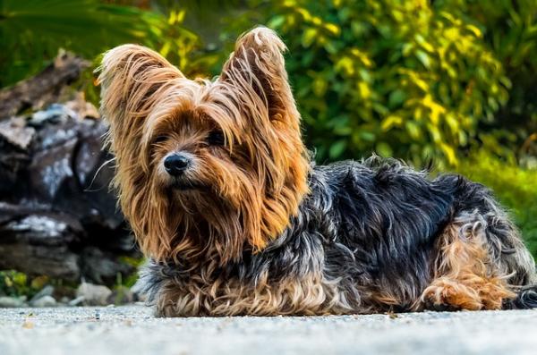 Nombres punjabíes para perros - Punjabi: un lenguaje de distinción