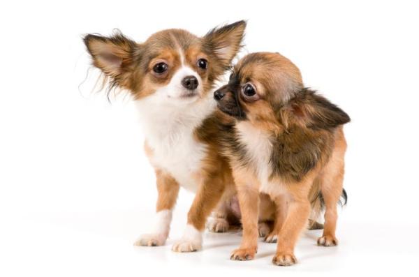 Nombres únicos para chihuahuas: un perro pequeño pero leal