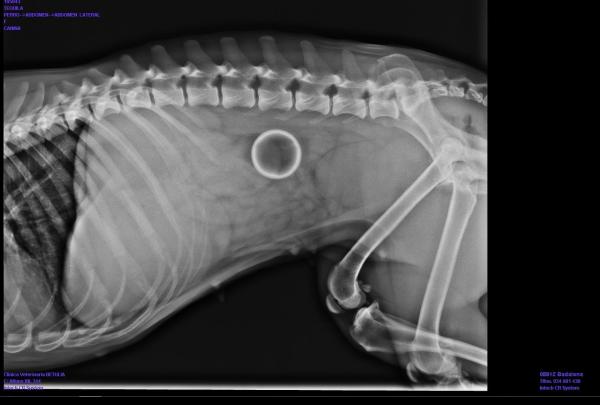 Obstrucción intestinal en perros - Síntomas y tratamiento - ¿Qué es la obstrucción intestinal en perros?