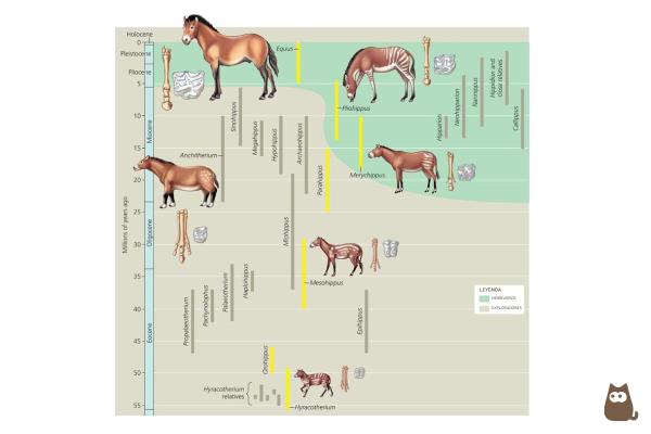 Origen y evolución de los caballos: ¿Cómo evolucionaron los caballos con el tiempo?