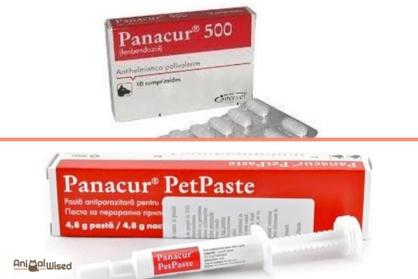 Panacur para perros - Usos, dosis y efectos secundarios de fenbendazol - Dosis de Panacur para perros