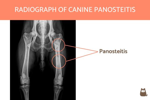 Panosteítis en perros - Síntomas y tratamiento de Pano - Diagnóstico de panosteítis en perros