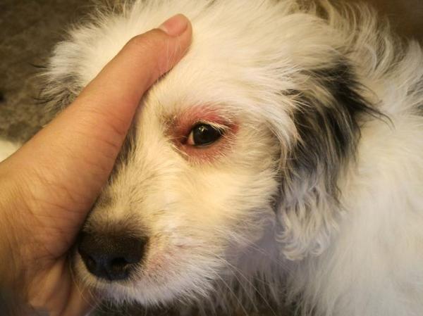Parásitos de la sangre en perros - Tipos, síntomas y tratamiento - Síntomas de hemoparásitos en perros