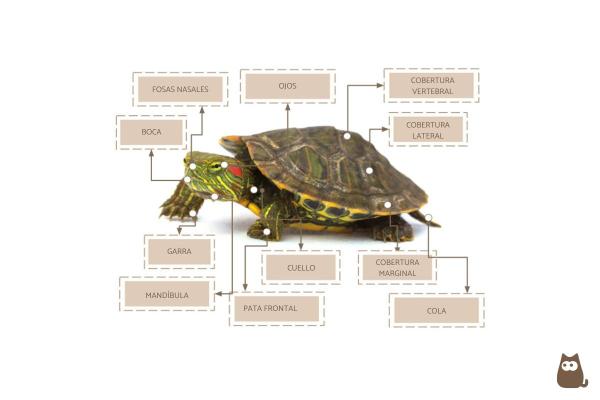 Partes de una tortuga - Anatomía de la tortuga - Partes externas del cuerpo de una tortuga
