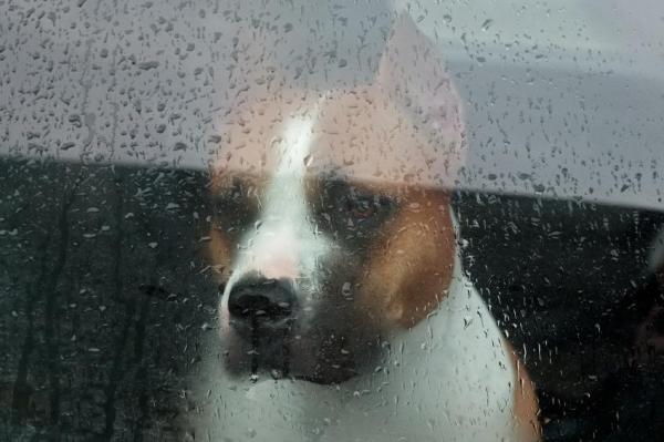 Pasear a tu perro bajo la lluvia - Mi perro no sale bajo la lluvia porque tiene miedo
