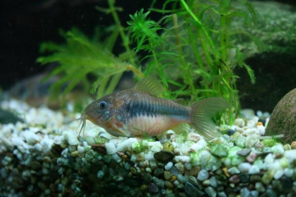 Peces compatibles con los guppies - 1. Género Corydoras