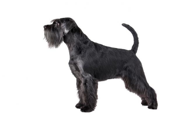 Peinados Schnauzer estándar - Corte Schnauzer tradicional