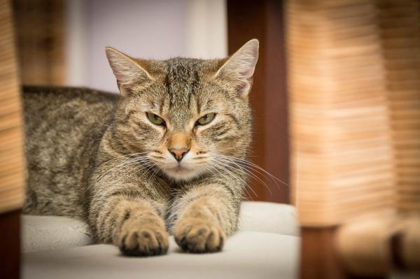 Pelaje graso en gatos - Causas y remedios caseros - Enfermedades seborreicas en gatos