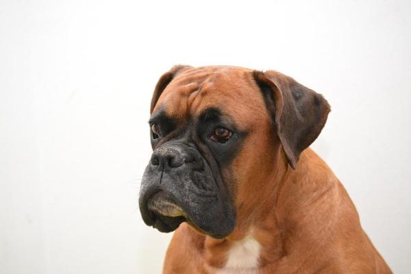 Muda de perro - Tipos de pelaje de perro