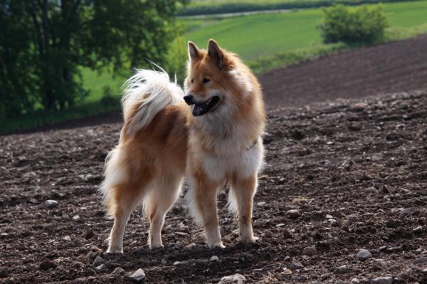 Perros Spitz alemanes: razas y variedades - Großspitz: Spitz alemán gigante