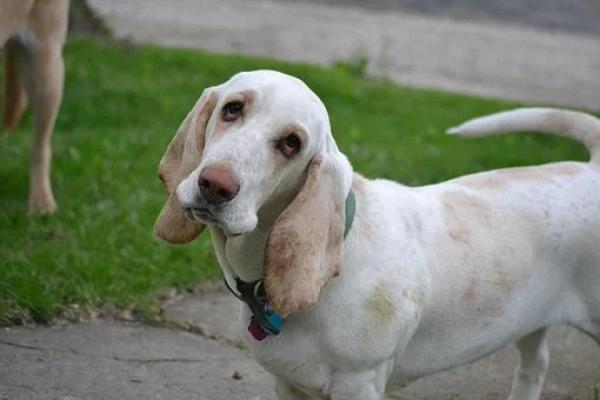 Perros con orejas caídas - Razas de perros con orejas caídas - 1. Basset Hound