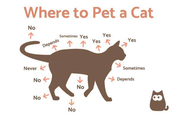 Por qué acariciar a un gato es bueno para la salud - Beneficios para la salud de acariciar a un gato para los humanos
