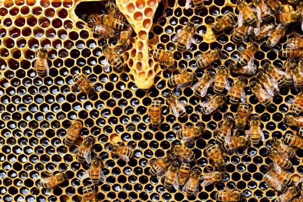Por qué las abejas son importantes - Razones principales - Por qué las abejas son importantes para el medio ambiente