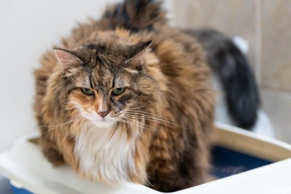 Prazosin para gatos - Uso, dosis y efectos secundarios - Usos de prazosin en gatos