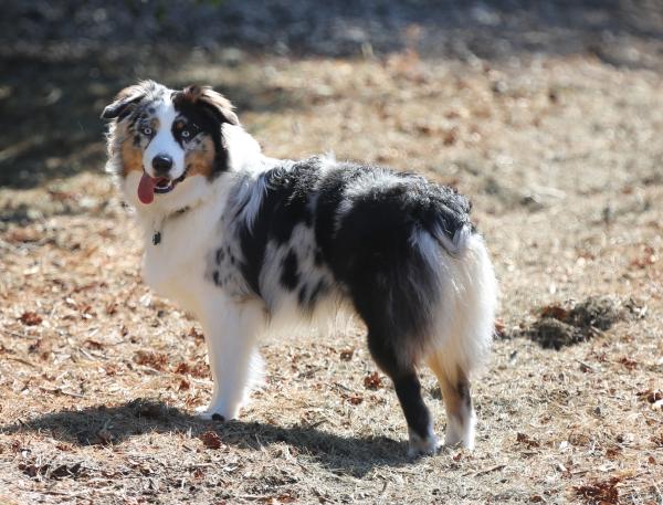 Principales razas de perros con peor ansiedad por separación - Australian Shephard